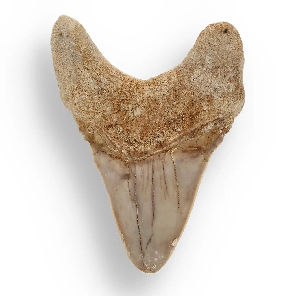 Get your Otodus Obliquus - Quality Shark Tooth from Khouribga Morocco online now or in store at Forever Gems in Franschhoek, South Africa