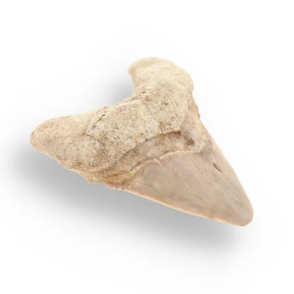 Get your Otodus Obliquus - Quality Shark Tooth from Khouribga Morocco online now or in store at Forever Gems in Franschhoek, South Africa