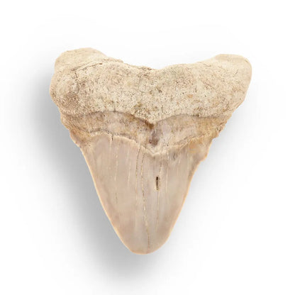 Get your Otodus Obliquus - Quality Shark Tooth from Khouribga Morocco online now or in store at Forever Gems in Franschhoek, South Africa