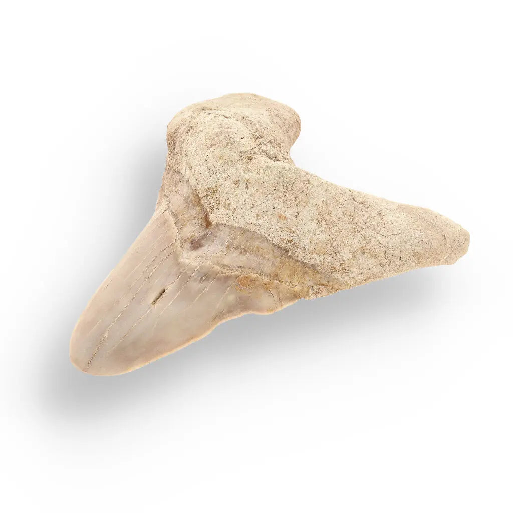 Get your Otodus Obliquus - Quality Shark Tooth from Khouribga Morocco online now or in store at Forever Gems in Franschhoek, South Africa