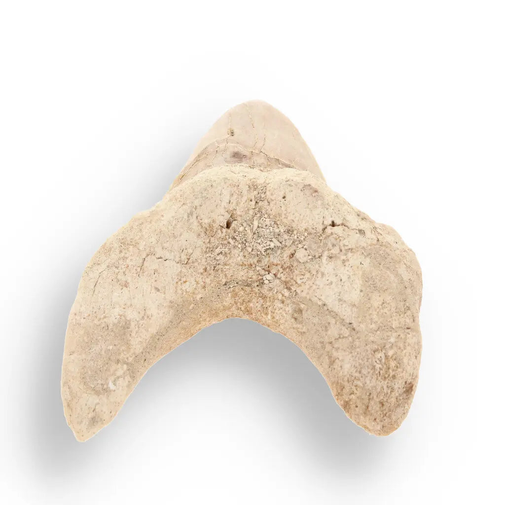 Get your Otodus Obliquus - Quality Shark Tooth from Khouribga Morocco online now or in store at Forever Gems in Franschhoek, South Africa