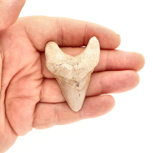 Get your Otodus Obliquus - Quality Shark Tooth from Khouribga Morocco online now or in store at Forever Gems in Franschhoek, South Africa