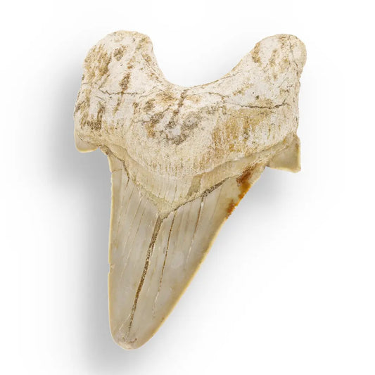 Get your Otodus Obliquus - Giant Prehistoric Shark Tooth for Fossil Collectors online now or in store at Forever Gems in Franschhoek, South Africa