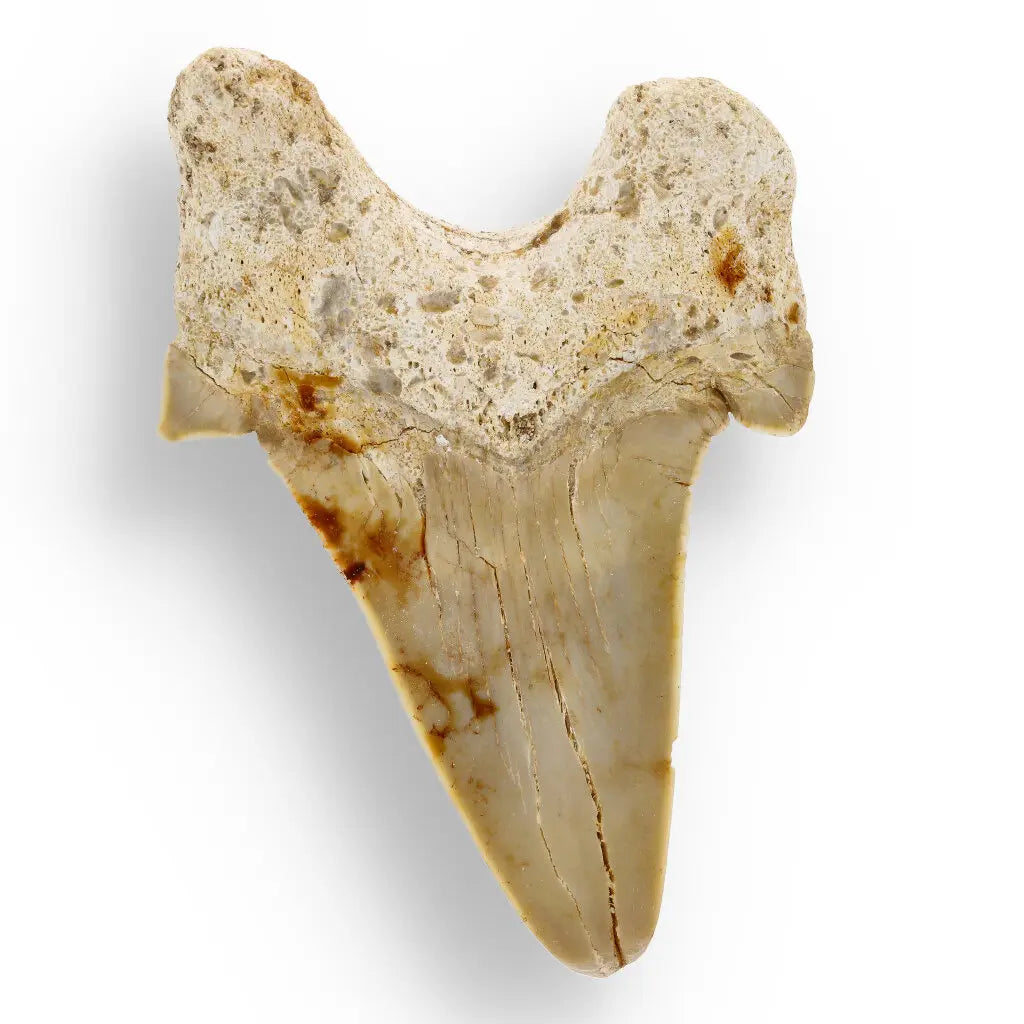 Get your Otodus Obliquus - Giant Prehistoric Shark Tooth for Fossil Collectors online now or in store at Forever Gems in Franschhoek, South Africa
