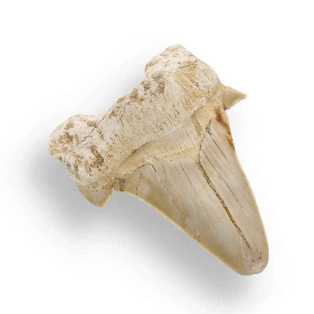Get your Otodus Obliquus - Giant Prehistoric Shark Tooth for Fossil Collectors online now or in store at Forever Gems in Franschhoek, South Africa