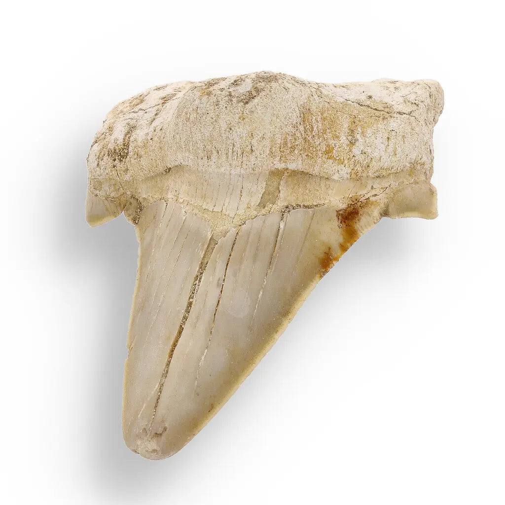 Get your Otodus Obliquus - Giant Prehistoric Shark Tooth for Fossil Collectors online now or in store at Forever Gems in Franschhoek, South Africa