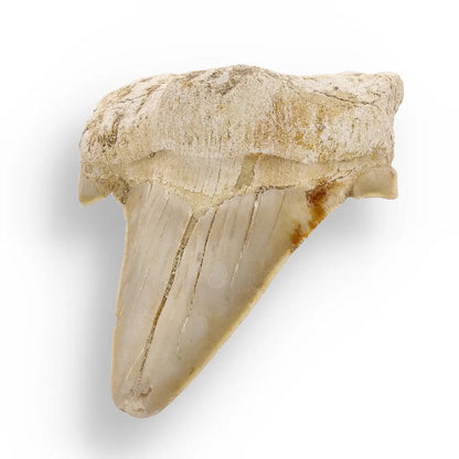 Get your Otodus Obliquus - Giant Prehistoric Shark Tooth for Fossil Collectors online now or in store at Forever Gems in Franschhoek, South Africa