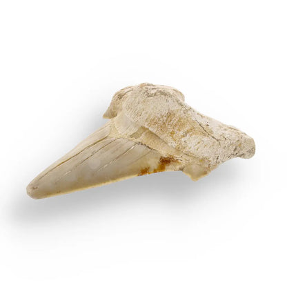 Get your Otodus Obliquus - Giant Prehistoric Shark Tooth for Fossil Collectors online now or in store at Forever Gems in Franschhoek, South Africa