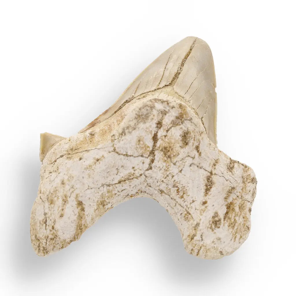 Get your Otodus Obliquus - Giant Prehistoric Shark Tooth for Fossil Collectors online now or in store at Forever Gems in Franschhoek, South Africa