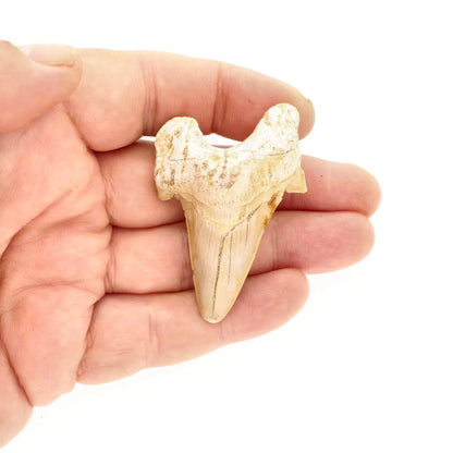 Get your Otodus Obliquus - Giant Prehistoric Shark Tooth for Fossil Collectors online now or in store at Forever Gems in Franschhoek, South Africa
