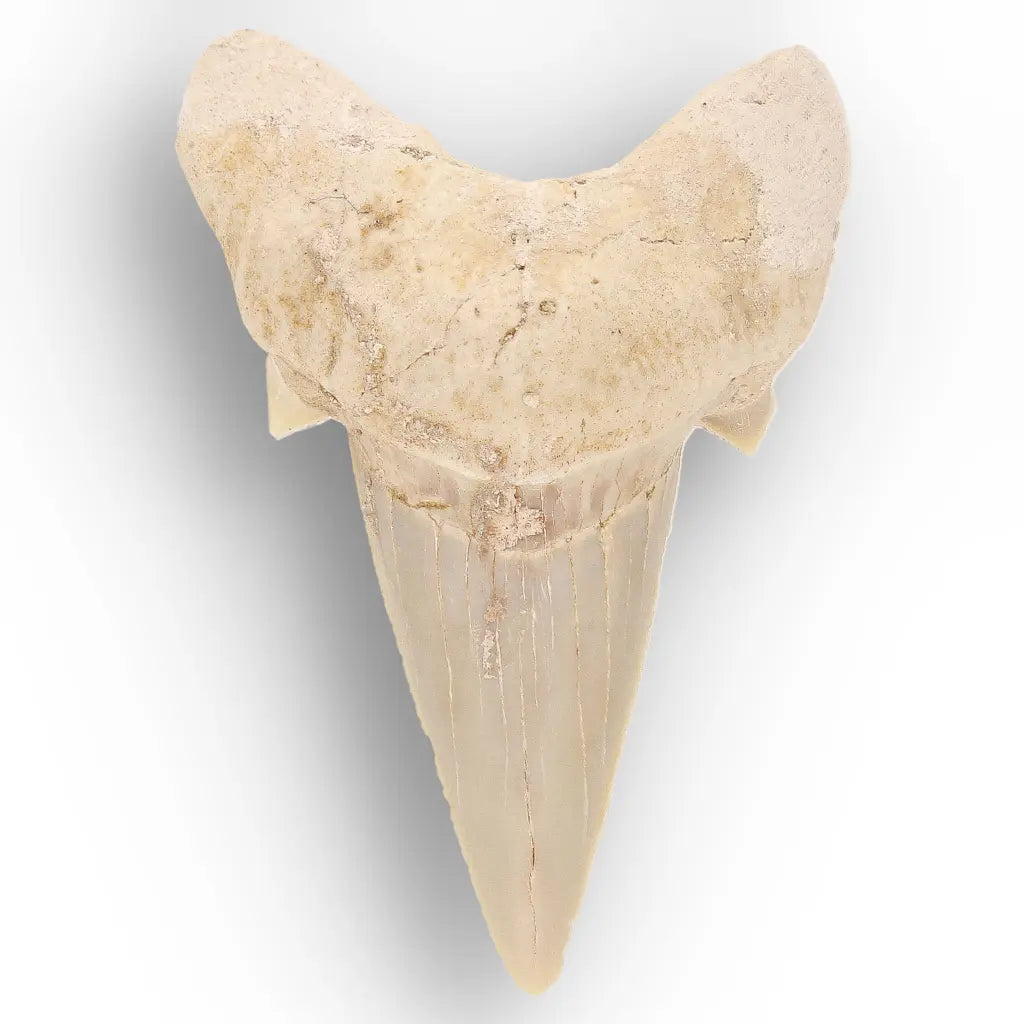 Get your Otodus Obliquus Fossil Shark Tooth, Moroccan Specimen online now or in store at Forever Gems in Franschhoek, South Africa