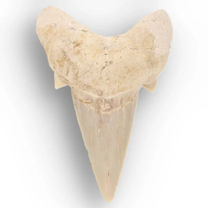 Get your Otodus Obliquus Fossil Shark Tooth, Moroccan Specimen online now or in store at Forever Gems in Franschhoek, South Africa