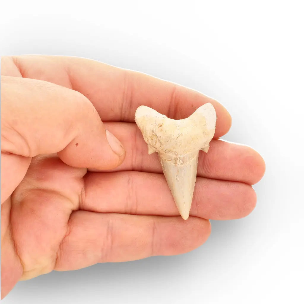 Get your Otodus Obliquus Fossil Shark Tooth, Moroccan Specimen online now or in store at Forever Gems in Franschhoek, South Africa