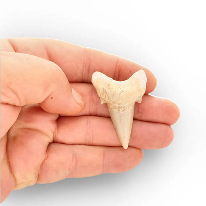 Get your Otodus Obliquus Fossil Shark Tooth, Moroccan Specimen online now or in store at Forever Gems in Franschhoek, South Africa