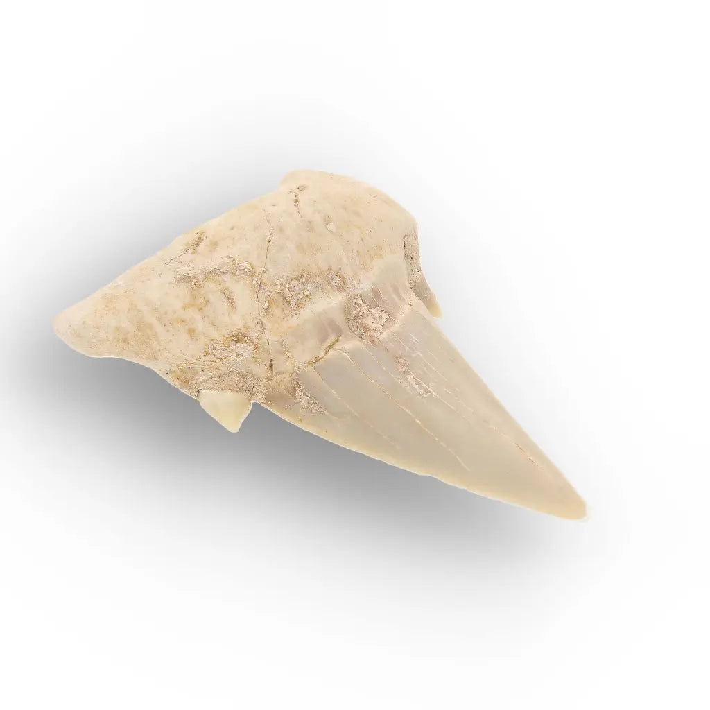 Get your Otodus Obliquus Fossil Shark Tooth, Moroccan Specimen online now or in store at Forever Gems in Franschhoek, South Africa