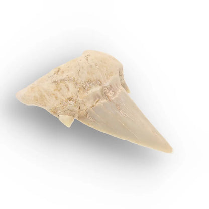 Get your Otodus Obliquus Fossil Shark Tooth, Moroccan Specimen online now or in store at Forever Gems in Franschhoek, South Africa