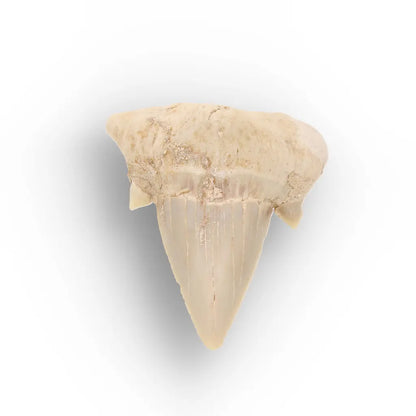 Get your Otodus Obliquus Fossil Shark Tooth, Moroccan Specimen online now or in store at Forever Gems in Franschhoek, South Africa