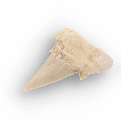Get your Otodus Obliquus Fossil Shark Tooth, Moroccan Specimen online now or in store at Forever Gems in Franschhoek, South Africa