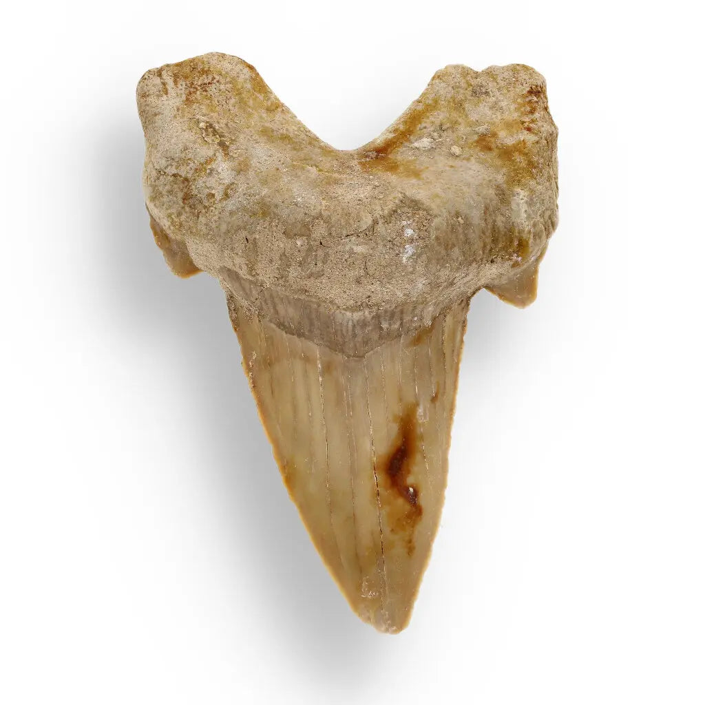 Get your Otodus Obliquus: Ancient Shark Relic from Morocco online now or in store at Forever Gems in Franschhoek, South Africa