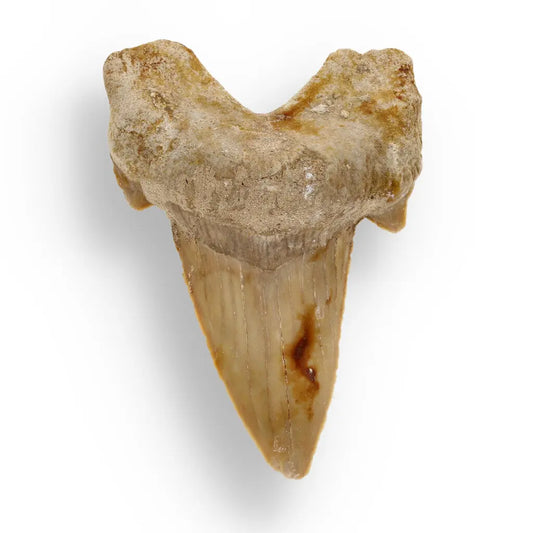 Get your Otodus Obliquus: Ancient Shark Relic from Morocco online now or in store at Forever Gems in Franschhoek, South Africa