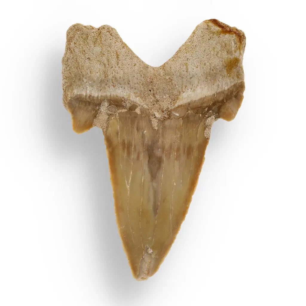 Get your Otodus Obliquus: Ancient Shark Relic from Morocco online now or in store at Forever Gems in Franschhoek, South Africa
