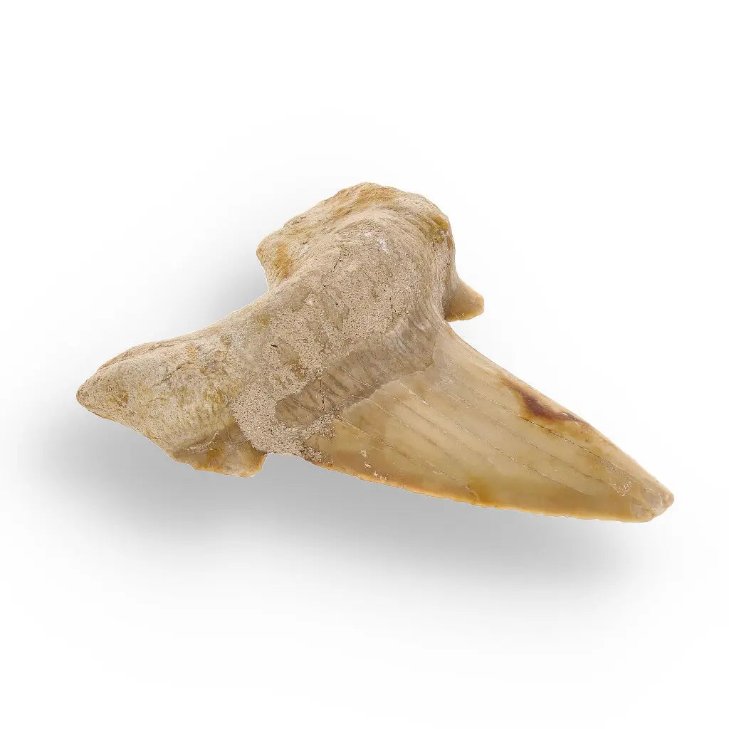 Get your Otodus Obliquus: Ancient Shark Relic from Morocco online now or in store at Forever Gems in Franschhoek, South Africa