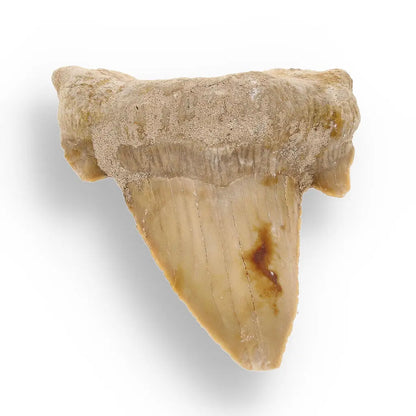 Get your Otodus Obliquus: Ancient Shark Relic from Morocco online now or in store at Forever Gems in Franschhoek, South Africa