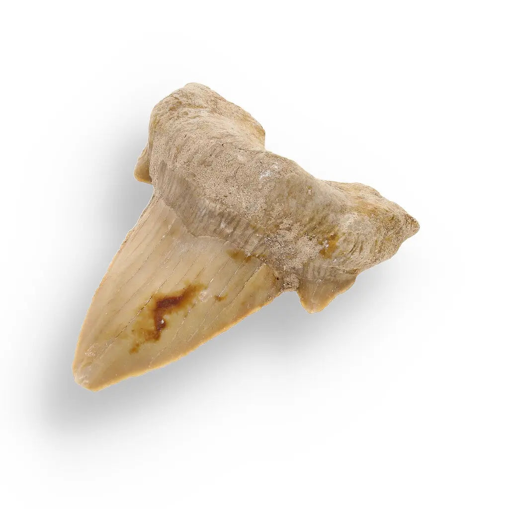 Get your Otodus Obliquus: Ancient Shark Relic from Morocco online now or in store at Forever Gems in Franschhoek, South Africa