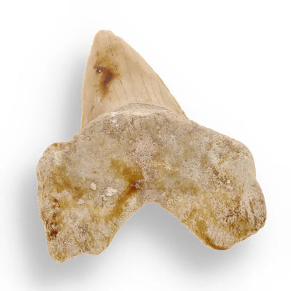 Get your Otodus Obliquus: Ancient Shark Relic from Morocco online now or in store at Forever Gems in Franschhoek, South Africa
