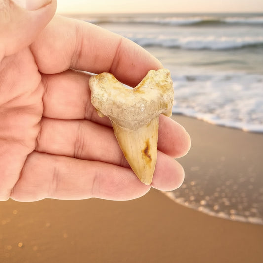 Get your Otodus Obliquus: Ancient Shark Relic from Morocco online now or in store at Forever Gems in Franschhoek, South Africa