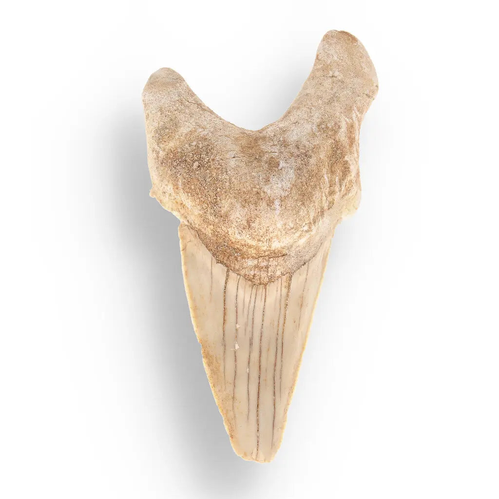 Get your Authentic Otodus Obliquus Shark Tooth Fossil – Morocco online now or in store at Forever Gems in Franschhoek, South Africa
