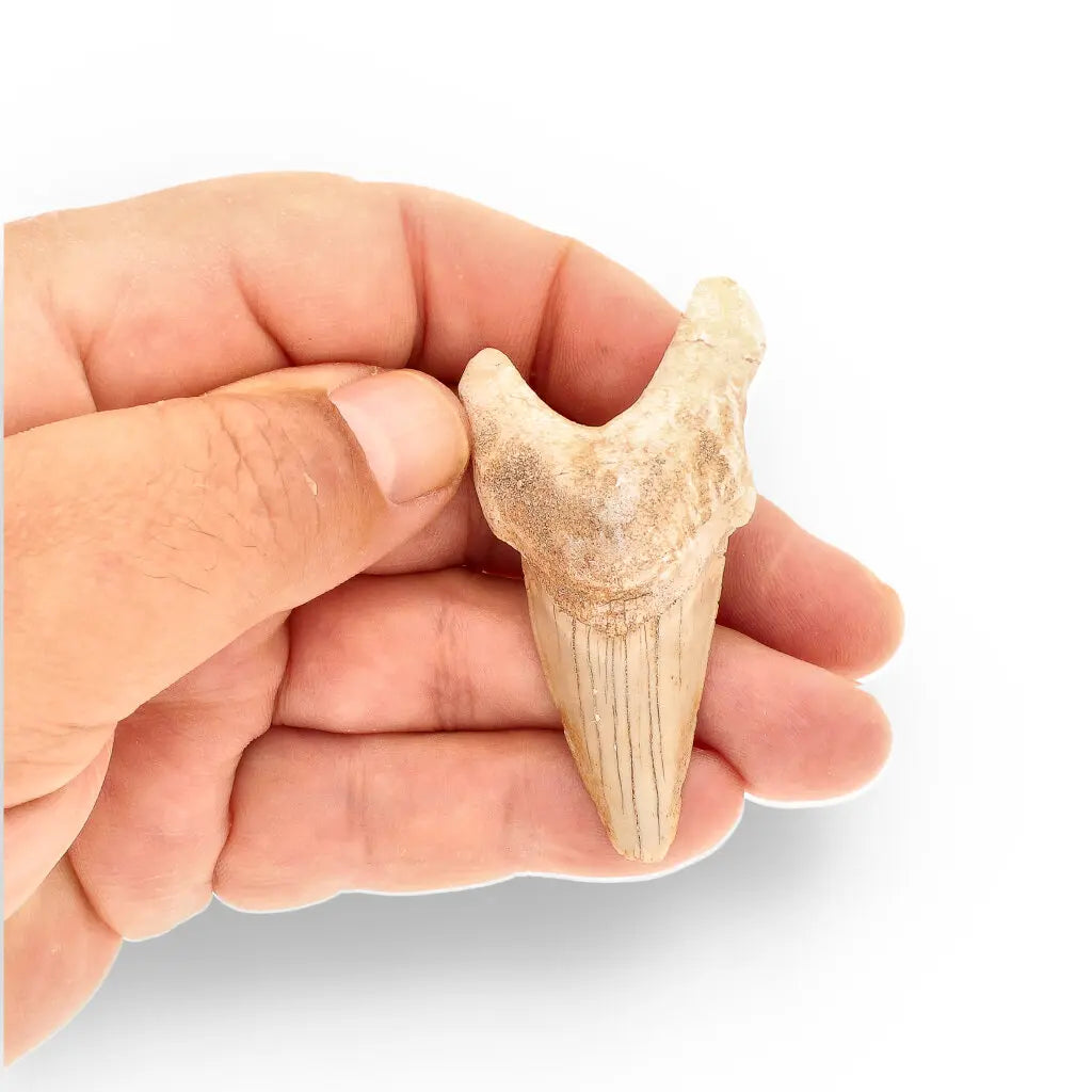 Get your Authentic Otodus Obliquus Shark Tooth Fossil – Morocco online now or in store at Forever Gems in Franschhoek, South Africa