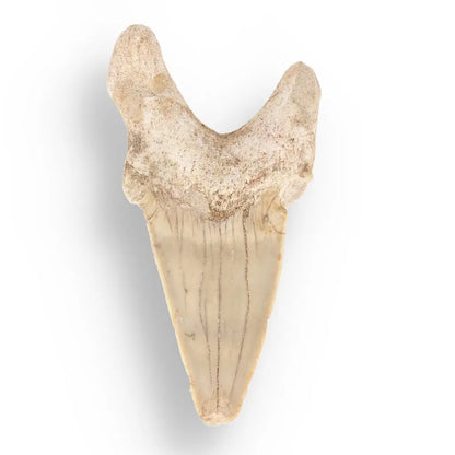 Get your Authentic Otodus Obliquus Shark Tooth Fossil – Morocco online now or in store at Forever Gems in Franschhoek, South Africa