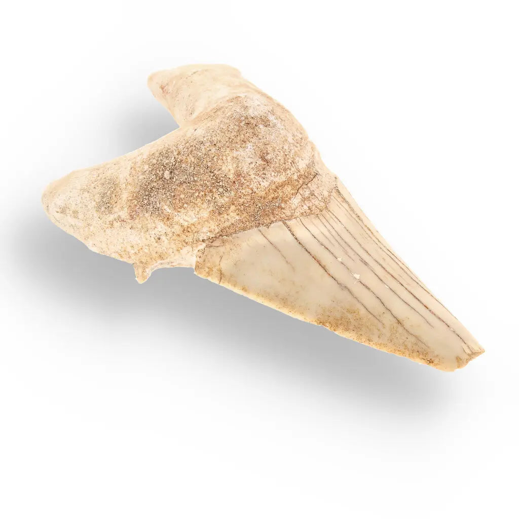 Get your Authentic Otodus Obliquus Shark Tooth Fossil – Morocco online now or in store at Forever Gems in Franschhoek, South Africa