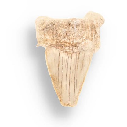 Get your Authentic Otodus Obliquus Shark Tooth Fossil – Morocco online now or in store at Forever Gems in Franschhoek, South Africa