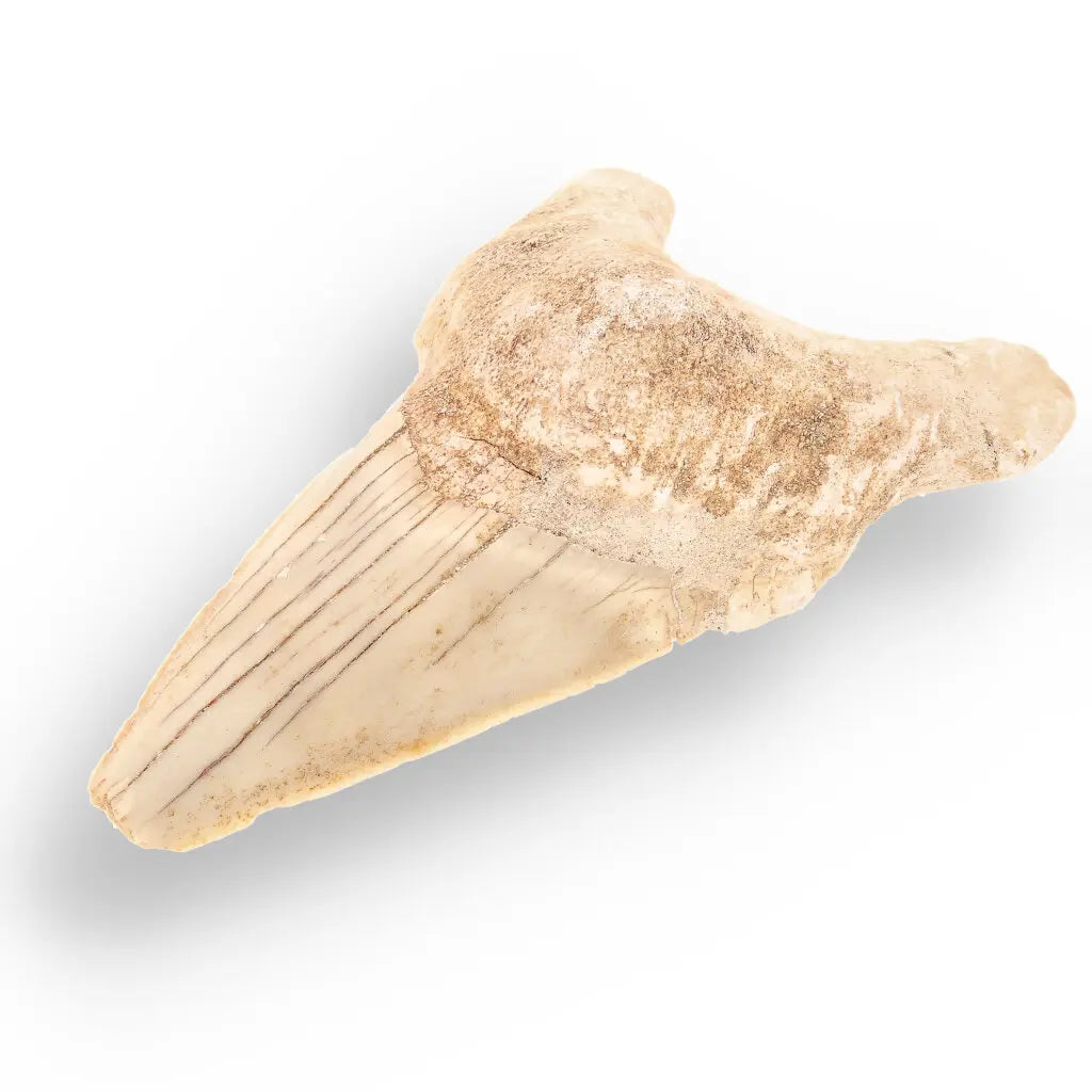 Get your Authentic Otodus Obliquus Shark Tooth Fossil – Morocco online now or in store at Forever Gems in Franschhoek, South Africa