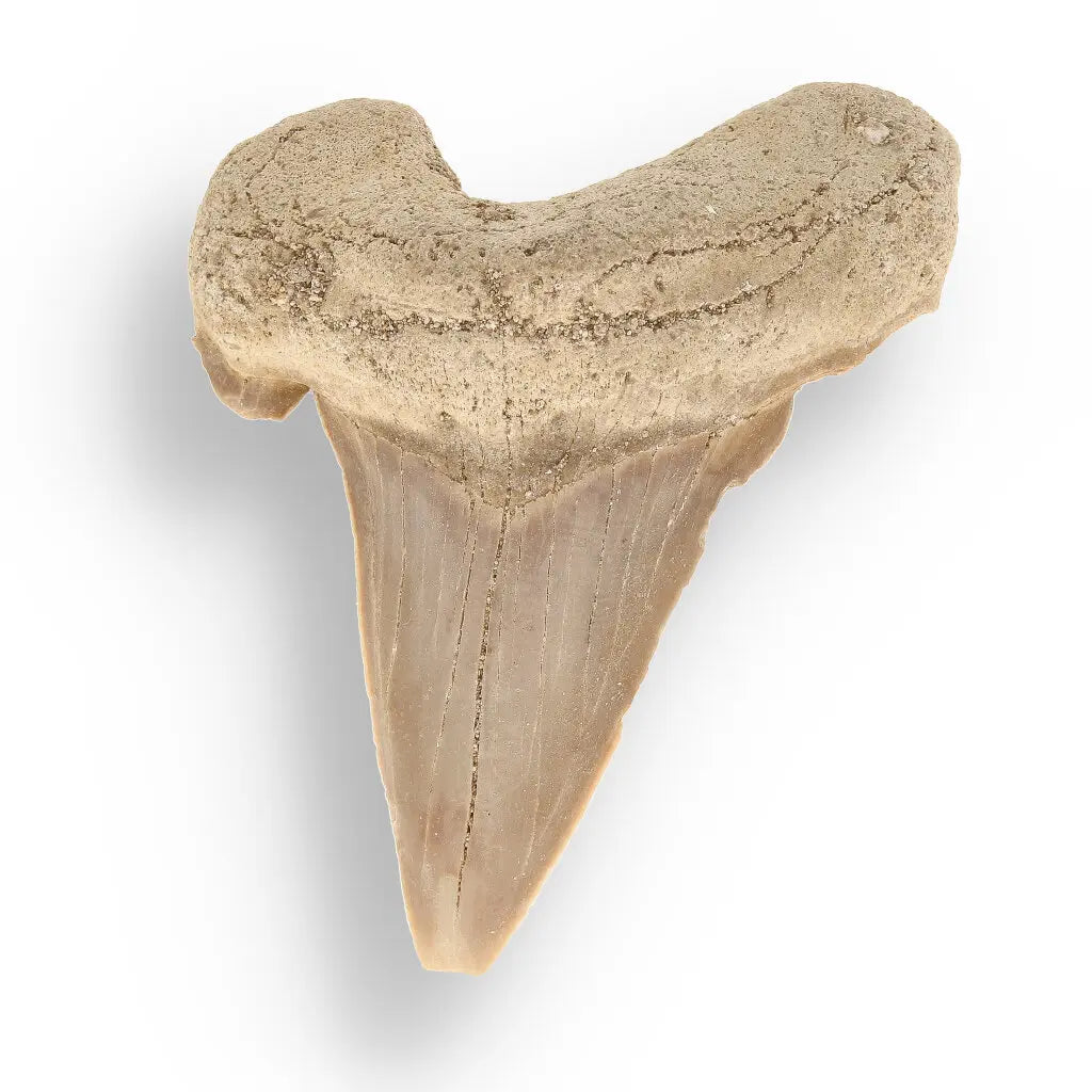 Get your Genuine Otodus Obliquus Shark Tooth Fossil from Morocco online now or in store at Forever Gems in Franschhoek, South Africa