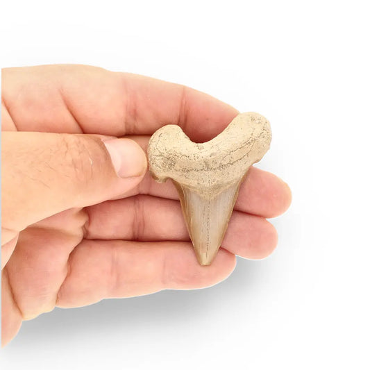 Get your Genuine Otodus Obliquus Shark Tooth Fossil from Morocco online now or in store at Forever Gems in Franschhoek, South Africa