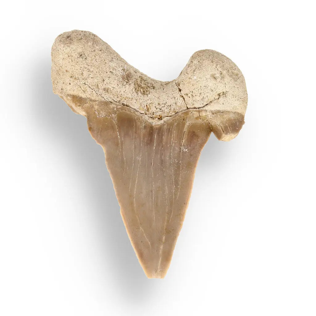 Get your Genuine Otodus Obliquus Shark Tooth Fossil from Morocco online now or in store at Forever Gems in Franschhoek, South Africa