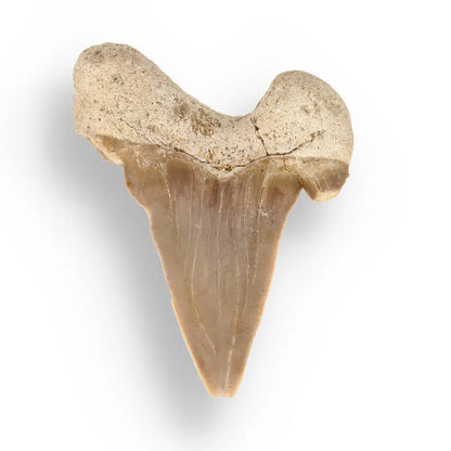 Get your Genuine Otodus Obliquus Shark Tooth Fossil from Morocco online now or in store at Forever Gems in Franschhoek, South Africa
