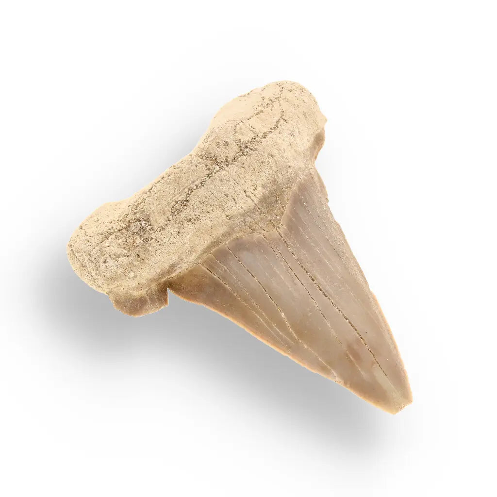 Get your Genuine Otodus Obliquus Shark Tooth Fossil from Morocco online now or in store at Forever Gems in Franschhoek, South Africa