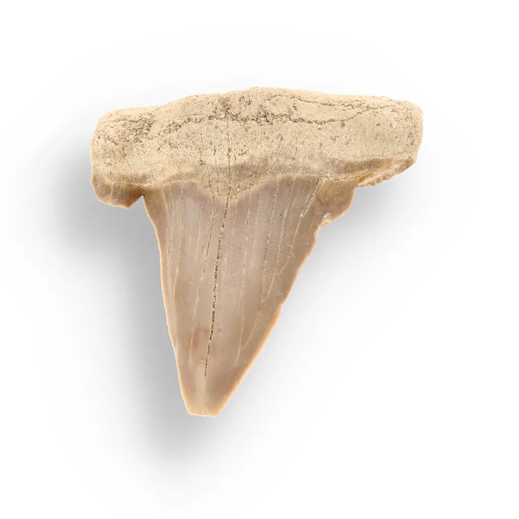 Get your Genuine Otodus Obliquus Shark Tooth Fossil from Morocco online now or in store at Forever Gems in Franschhoek, South Africa
