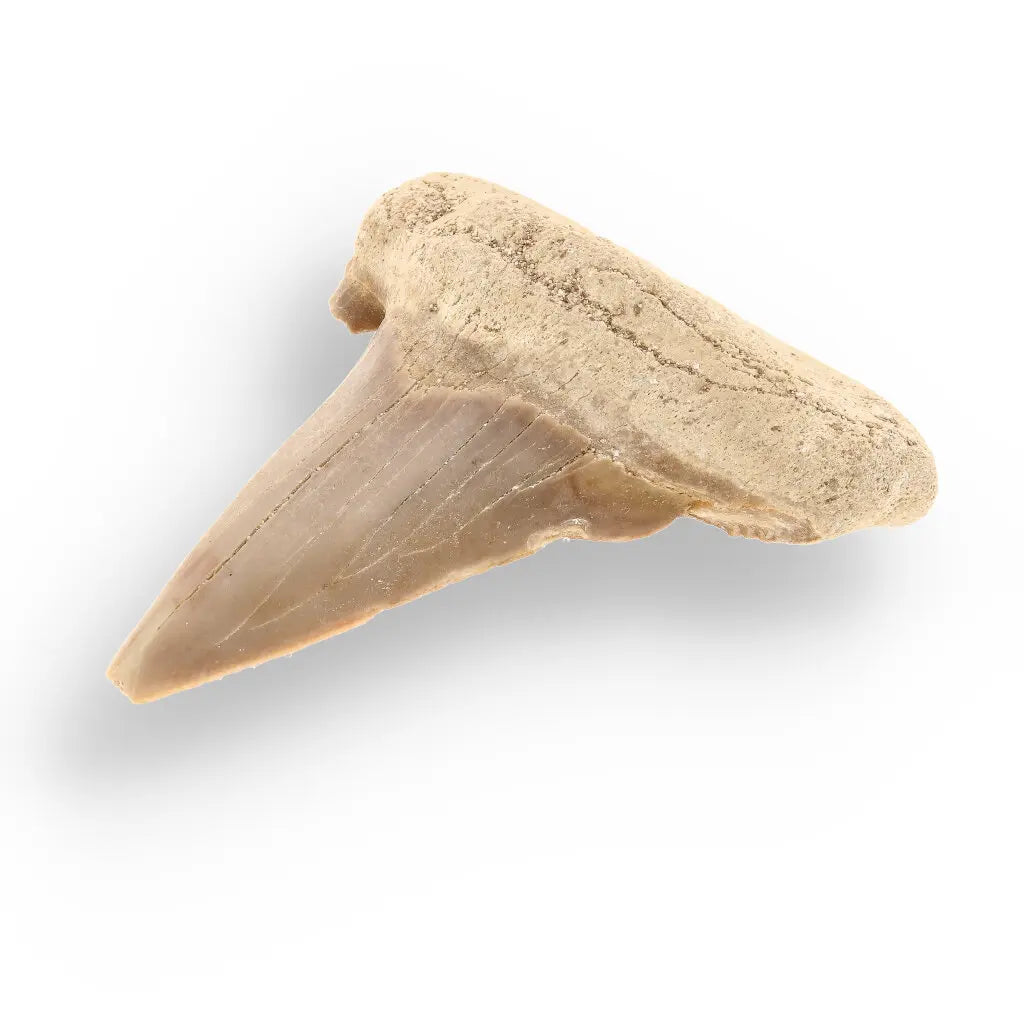 Get your Genuine Otodus Obliquus Shark Tooth Fossil from Morocco online now or in store at Forever Gems in Franschhoek, South Africa