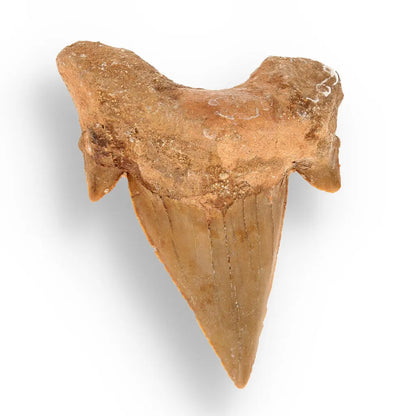 Get your Authentic Otodus Obliquus Fossil Shark Tooth | Morocco online now or in store at Forever Gems in Franschhoek, South Africa