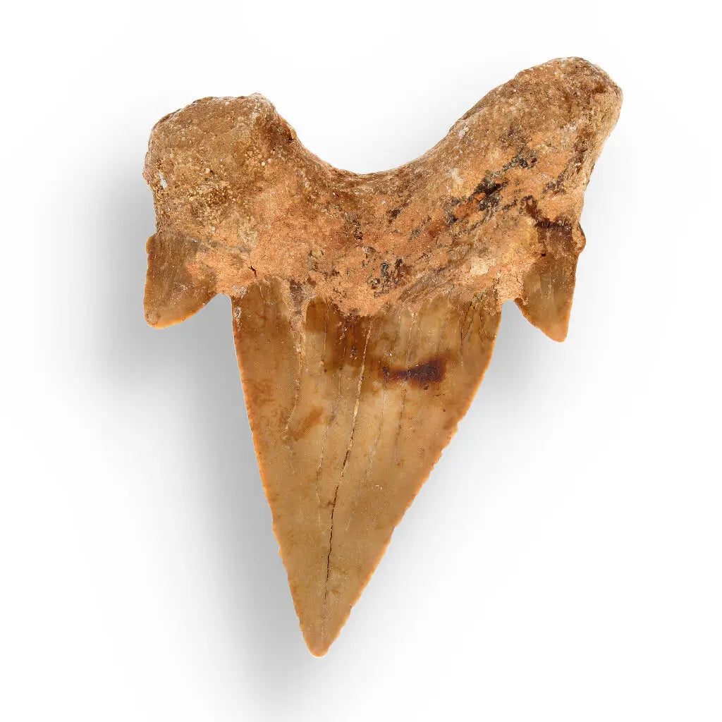 Get your Authentic Otodus Obliquus Fossil Shark Tooth | Morocco online now or in store at Forever Gems in Franschhoek, South Africa