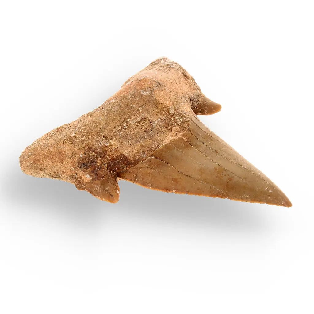 Get your Authentic Otodus Obliquus Fossil Shark Tooth | Morocco online now or in store at Forever Gems in Franschhoek, South Africa