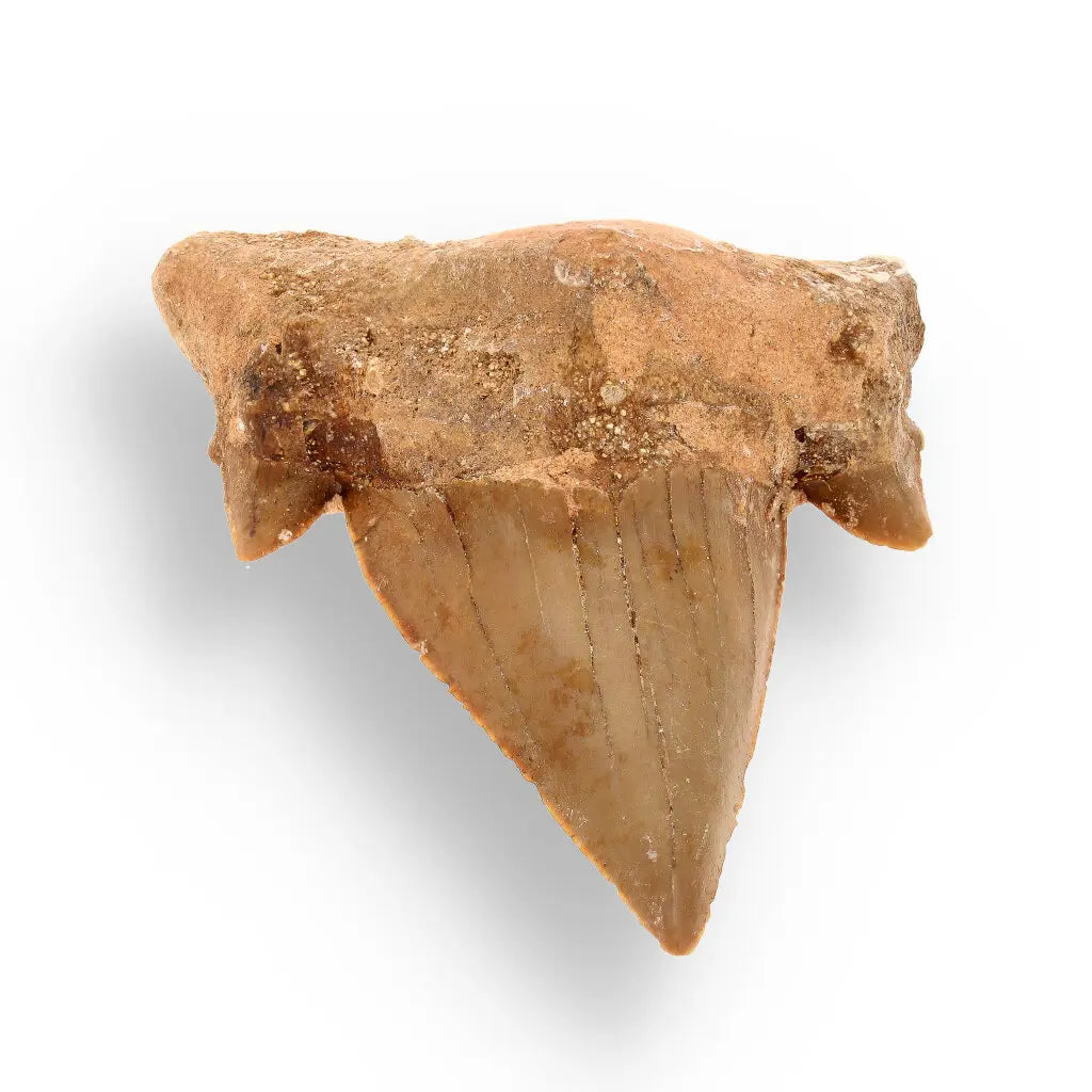 Get your Authentic Otodus Obliquus Fossil Shark Tooth | Morocco online now or in store at Forever Gems in Franschhoek, South Africa