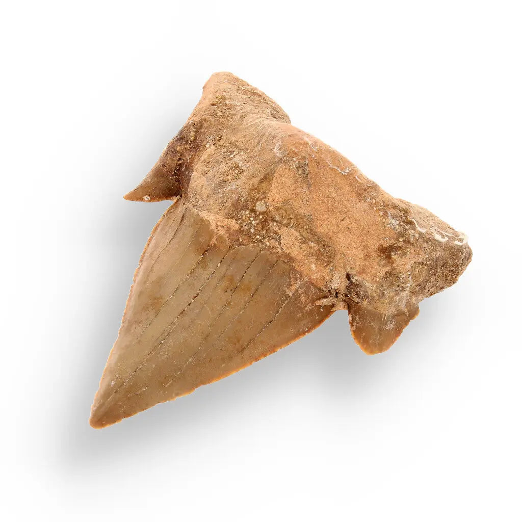 Get your Authentic Otodus Obliquus Fossil Shark Tooth | Morocco online now or in store at Forever Gems in Franschhoek, South Africa