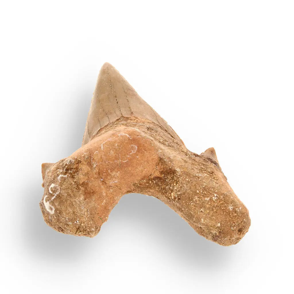 Get your Authentic Otodus Obliquus Fossil Shark Tooth | Morocco online now or in store at Forever Gems in Franschhoek, South Africa