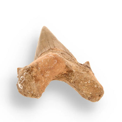 Get your Authentic Otodus Obliquus Fossil Shark Tooth | Morocco online now or in store at Forever Gems in Franschhoek, South Africa